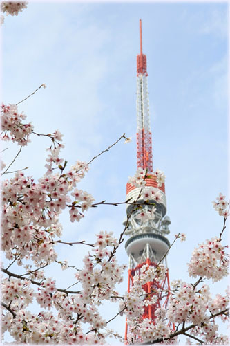 桜…東京タワー