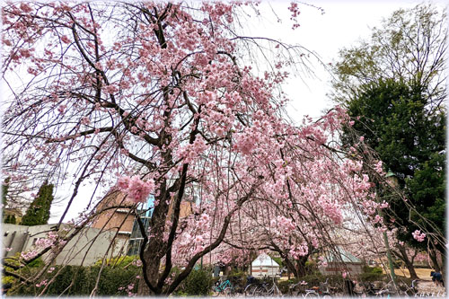 桜…浜町公園