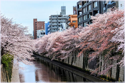 桜…目黒川