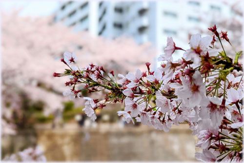 桜…目黒川