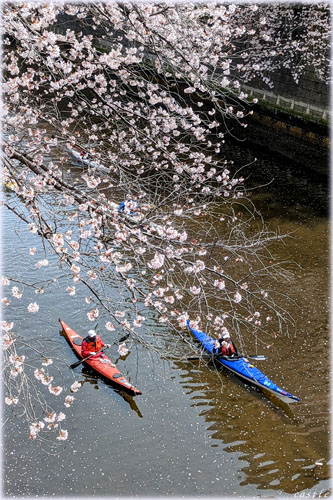 桜…カヌー
