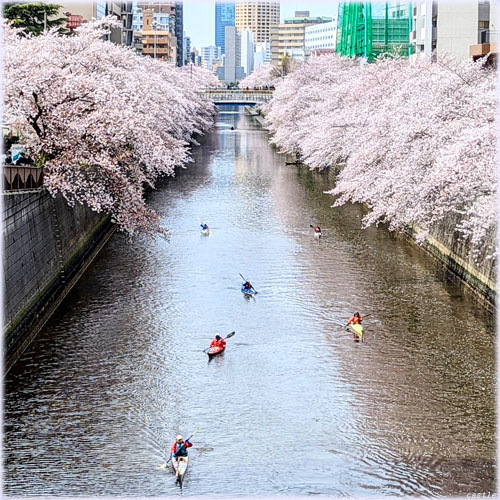 桜…カヌー