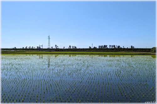 cA