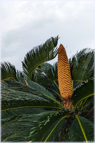 ʏ