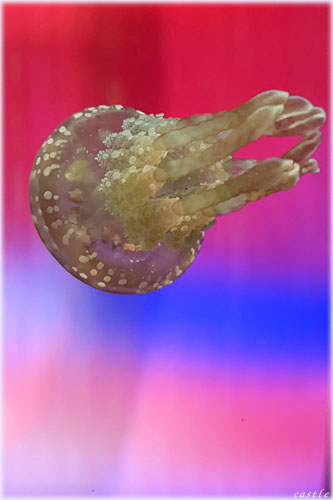 DMM䂵