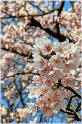 蔵前神社の桜