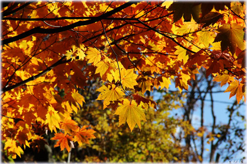 紅葉