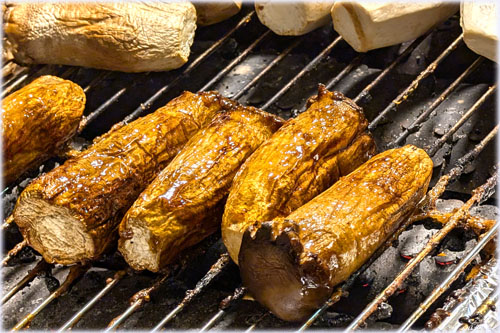 �m�і�s�ŃG�����M��