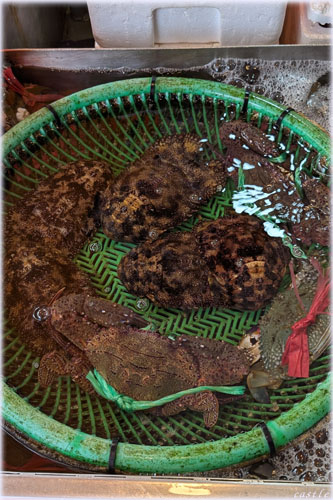 旗后活海産