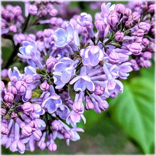 ���C���b�N�̉�