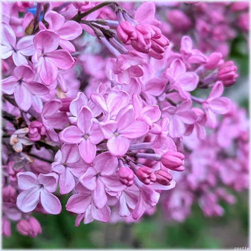 ���C���b�N�̉�