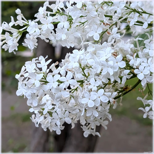 ���C���b�N�̉�