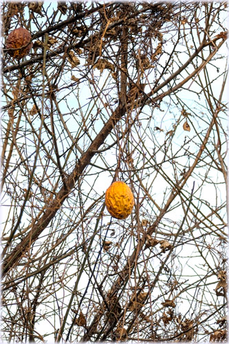 �L�J���X�E���H