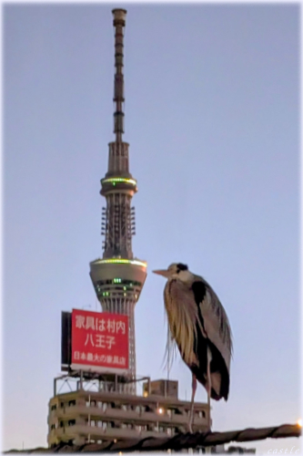 �A�I�T�M


<HR><a name=